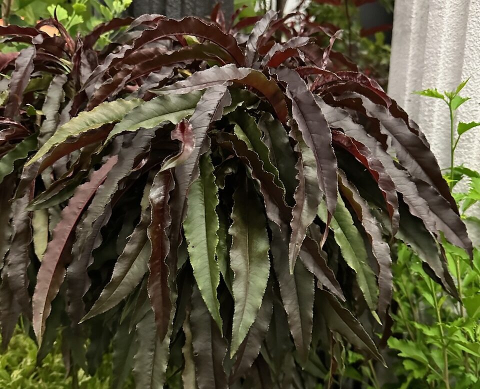 Alpha Nursery-Ruby Ruffle Patio Peach