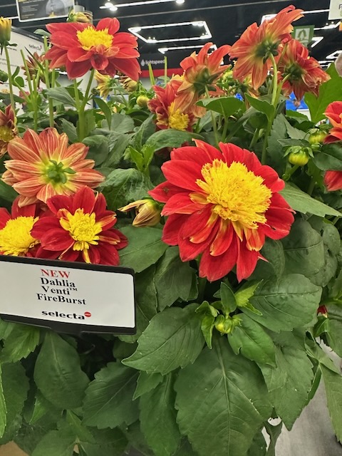 Ball Seed-Selecta One-Dahlia Venti Fireburst