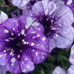 Dümmen Orange Petunia Surprise Sparkle Blue Vein