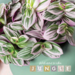 Dümmen Orange Releases its 2026 Welcome to the Jungle Catalog