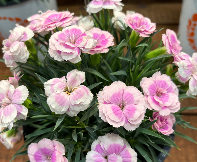 Dummen Orange_HYBRID DIANTHUS ‘SPRINT PINK SHADES’