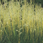 Fescue ‘Glow Ticks’ receives Best in Show at Farwest 2025