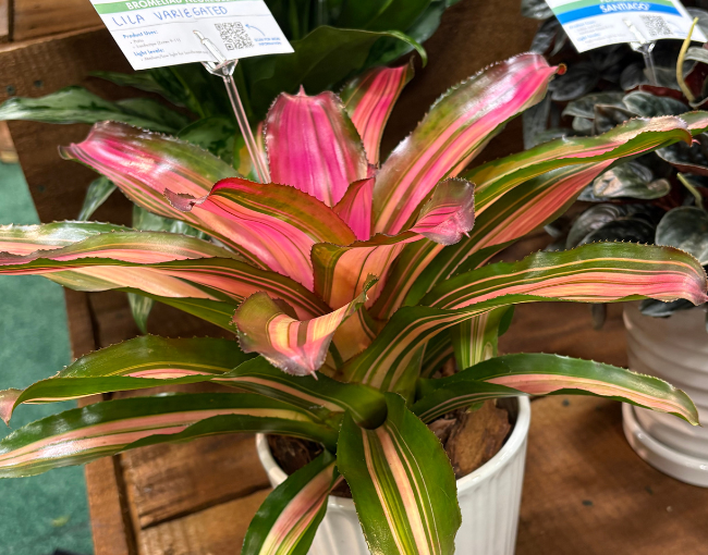 Foremostco_BROMELIAD ‘LILA VARIEGATED’