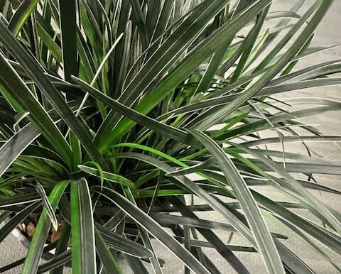 Iseli Nursery-Edge of Night Black Mondo Grass