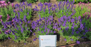 Dümmen Orange Lavender La Diva Eternal Grace at Smith Gardens