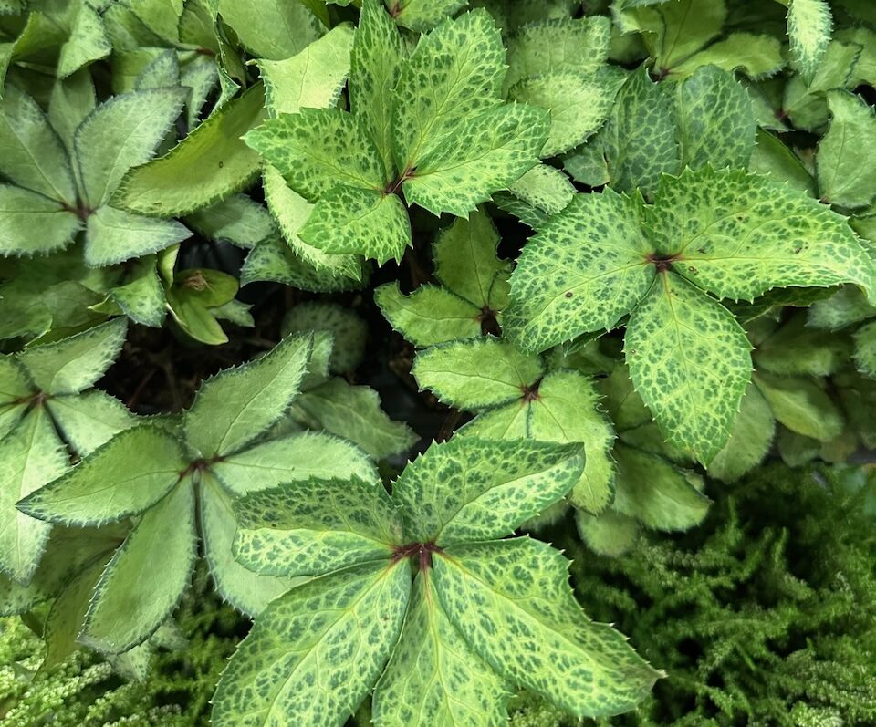 Meridian Plants-Helleborus ‘Winter Moonbeam’