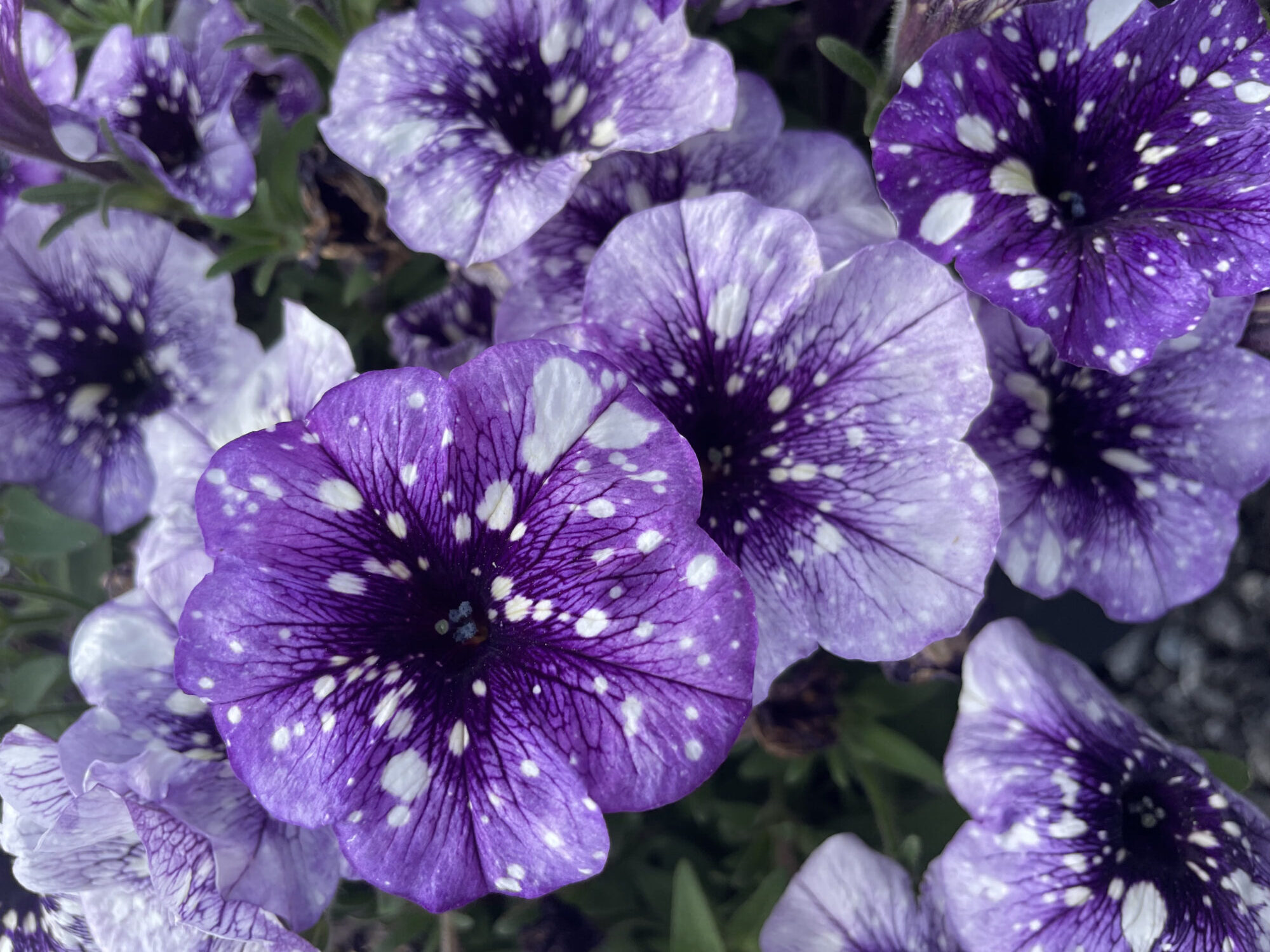 Dümmen Orange Petunia Surprise Sparkle Blue Vein