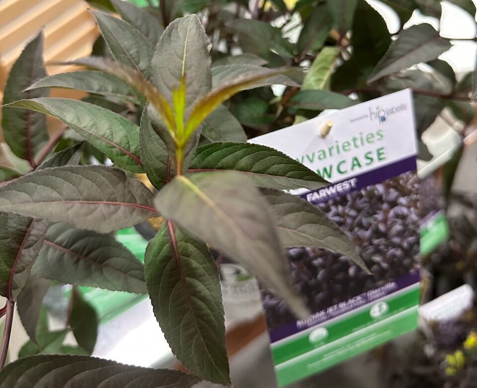 Proven Winners Kodiak Jet Black Diervilla