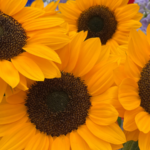Sakata Helianthus Vincent series