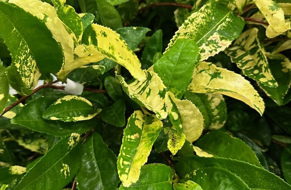 Youngblood Nursery-Camellia sinensis 'Yellow Tea'