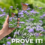 Ball FloraPlant launches online photo contest for ageratum 'Monarch Magic' (1)