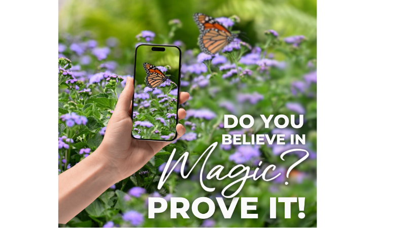 Ball FloraPlant launches online photo contest for ageratum 'Monarch Magic' (1)