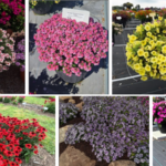 Danziger announces top trial varieties for North America