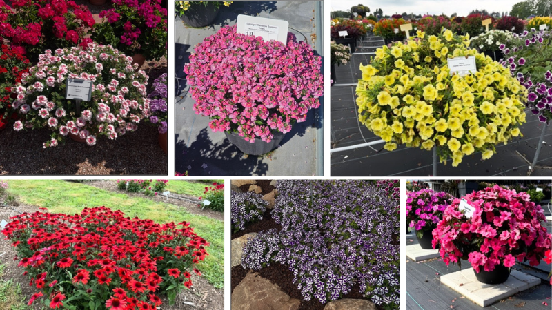 Danziger announces top trial varieties for North America