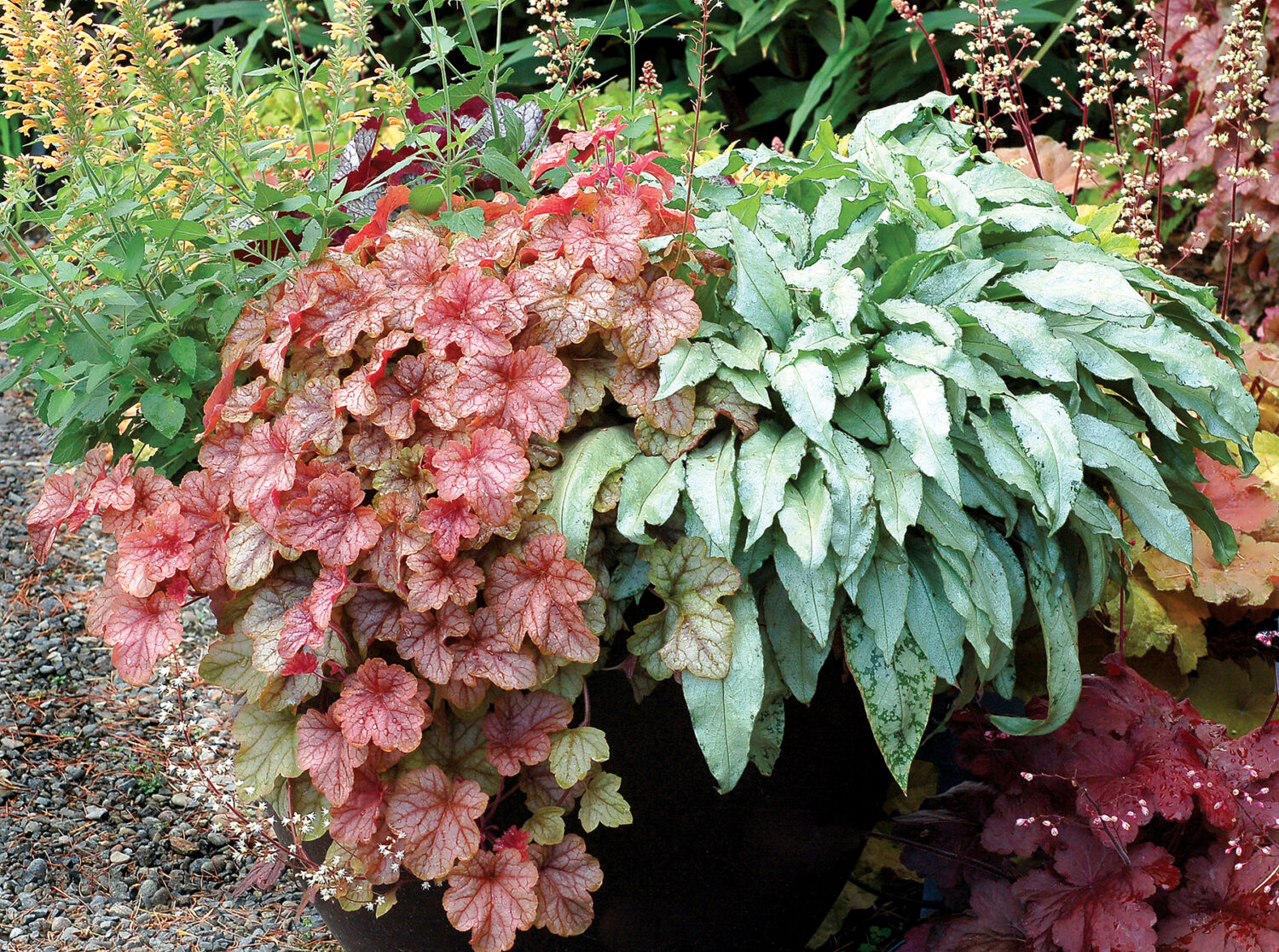 Heucherella 'Copper Cascade' Terra Nova Nurseries