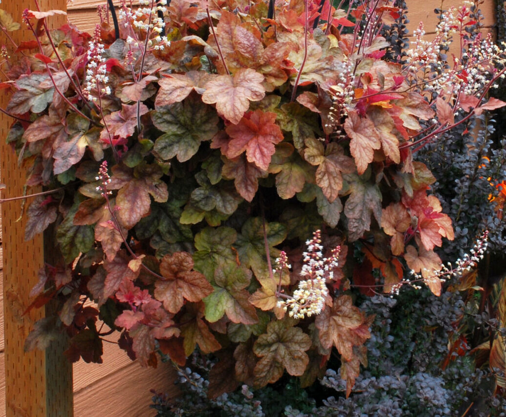 Heucherella 'Redstone Falls' Terra Nova Nurseries