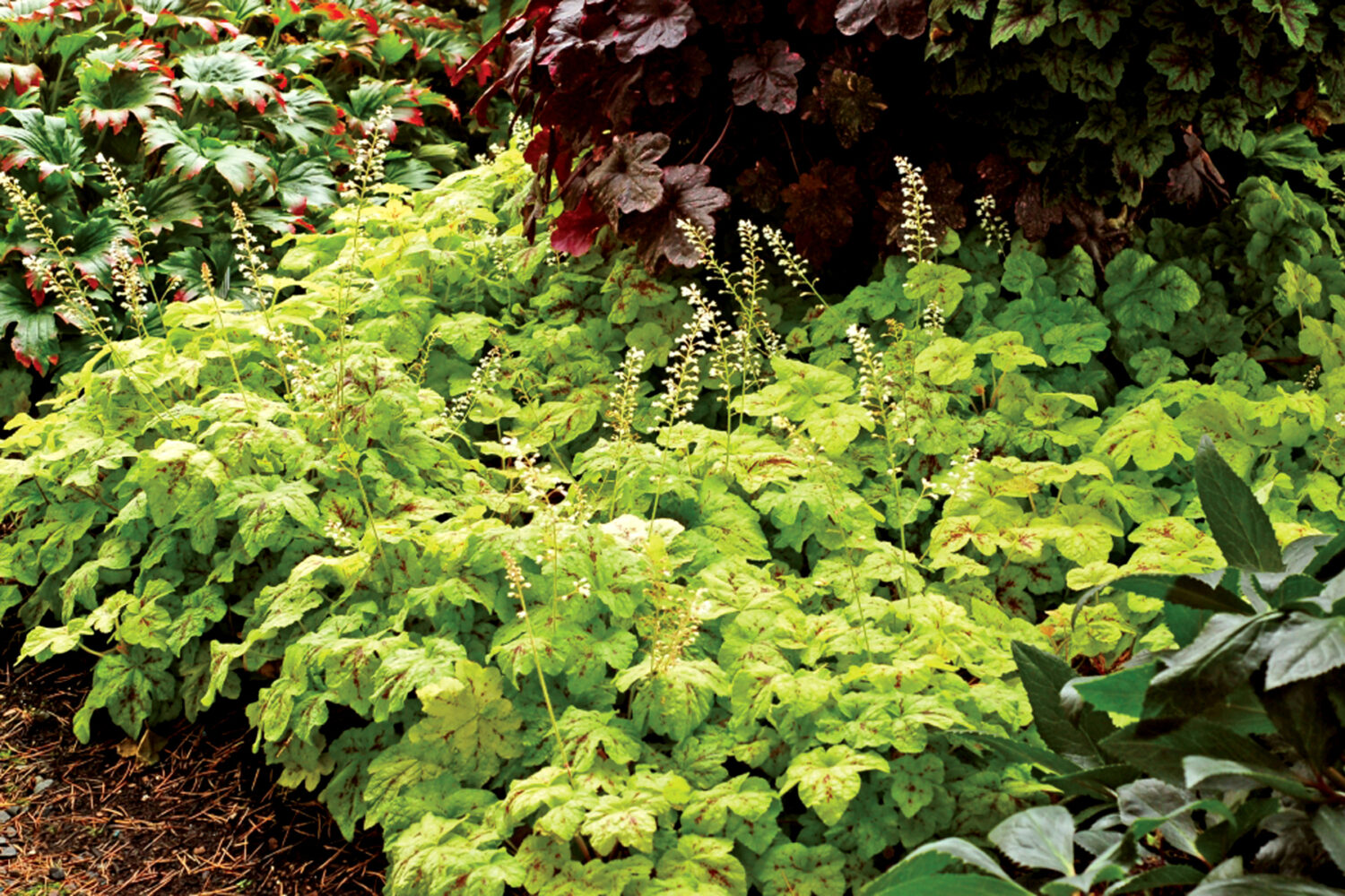Heucherella 'Yellowstone Falls' Terra Nova Nurseries