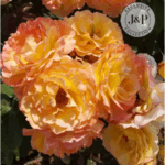 Jackson & Perkins Unveils 2026 Rose Introductions Ruffled-Romance-Floribunda-Rose-Jackson-Perkins