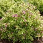 Proven Winners ColorChoice announced its Bubbly Wine weigela has added two European awards to its record