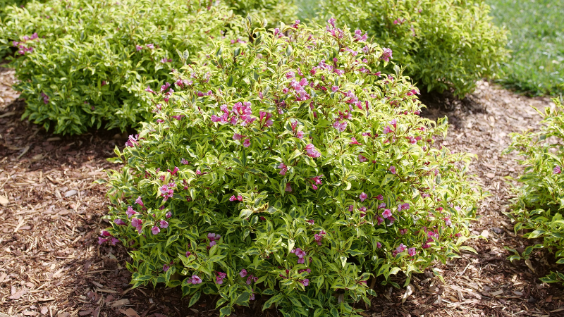 Proven Winners ColorChoice announced its Bubbly Wine weigela has added two European awards to its record