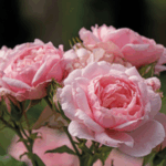 Proven Winners ColorChoice rose receives American Garden Rose Selections honors