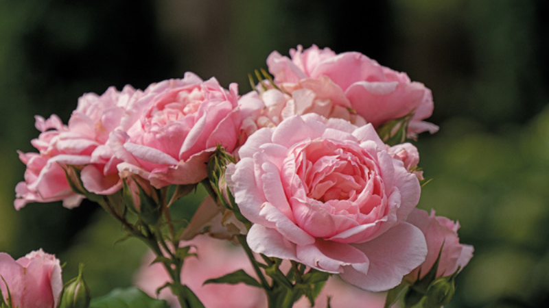 Proven Winners ColorChoice rose receives American Garden Rose Selections honors