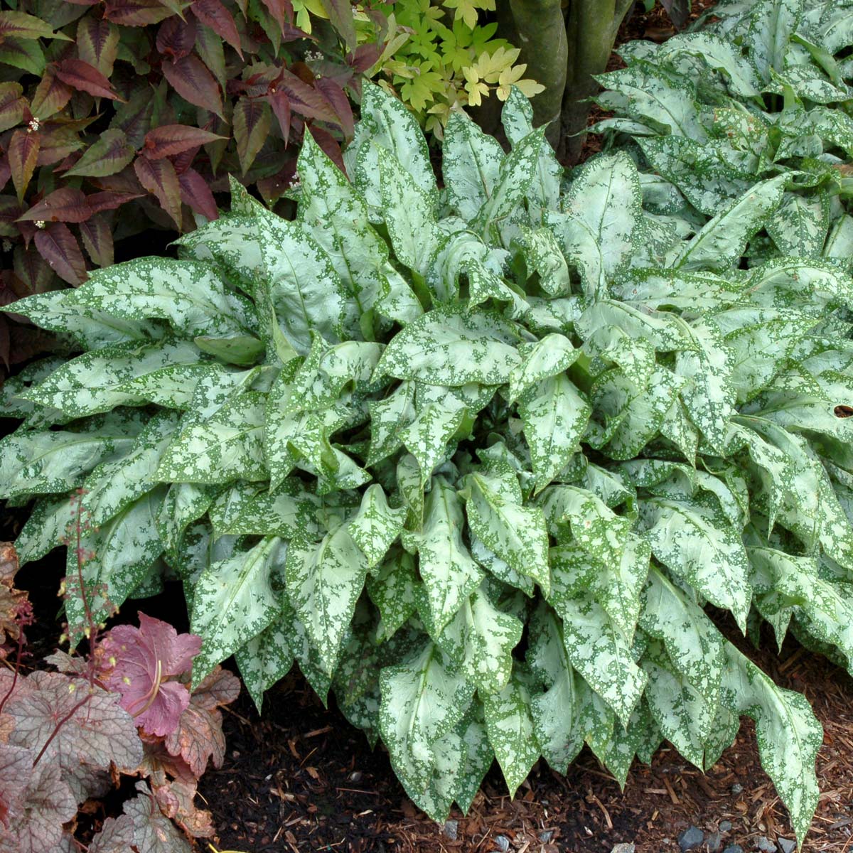 Terra Nova Nurseries Showcases Plant Pairings Pulmonaria ‘High Contrast’