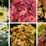 Terra Nova Nurseries pairs plants with 2026 Paint Colors of the Year