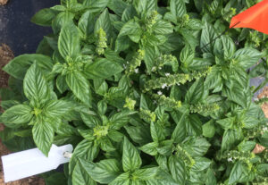New AAS Winners for 2026 Basil Treviso