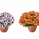 Danziger new Besties Osteospermum colors