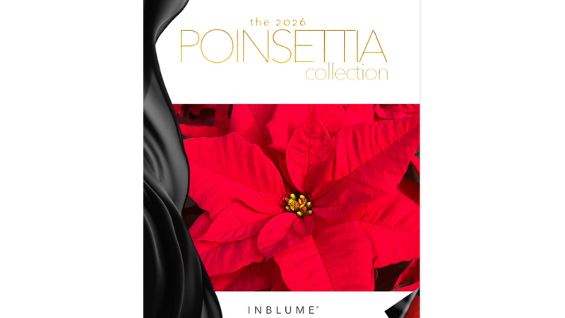 InBlume unveils 2026 poinsettia collection