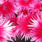 New AAS Winners named for 2026 Dianthus Supra cherry picotee
