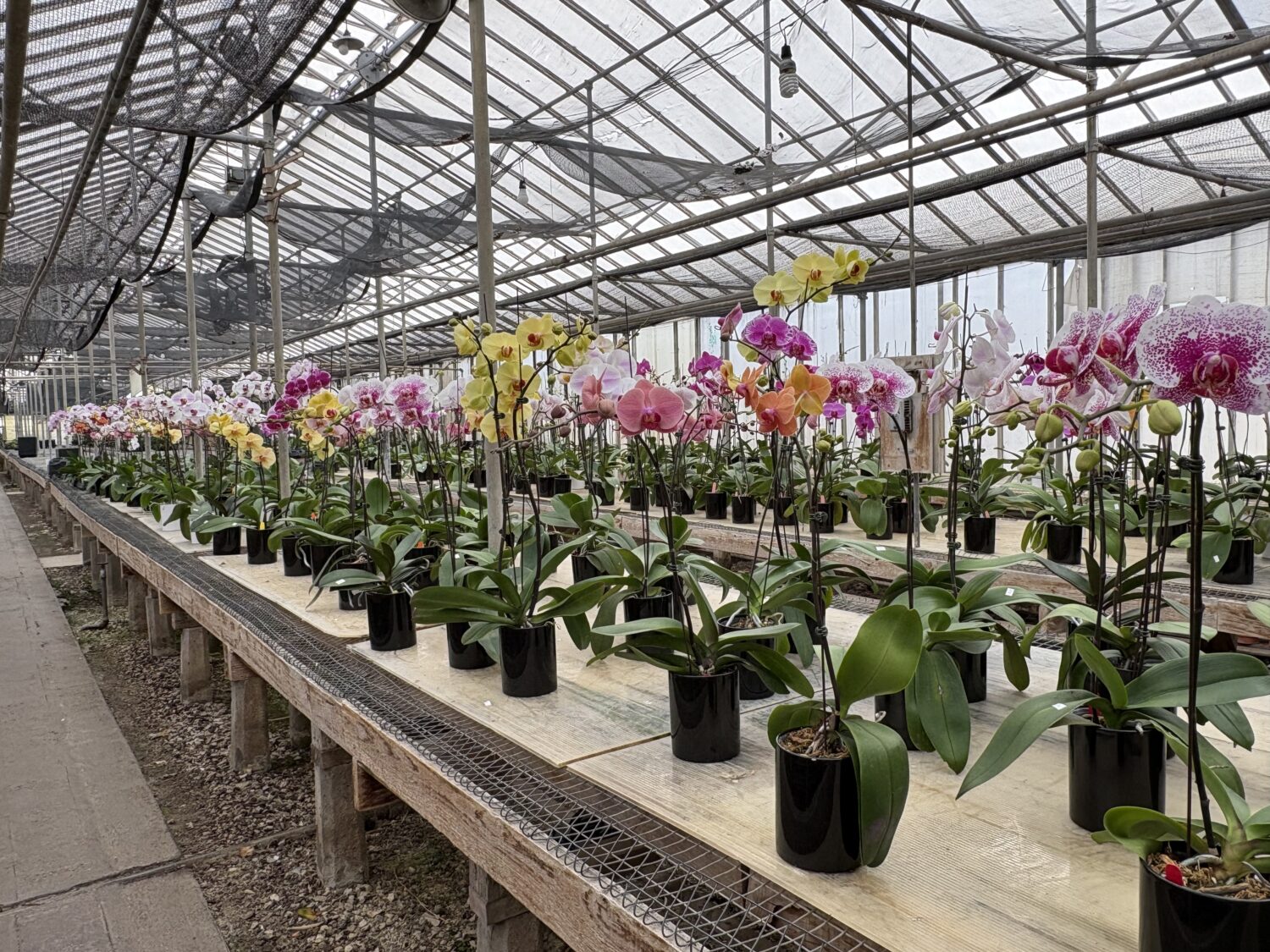 Orchids by Hausermann orchid display