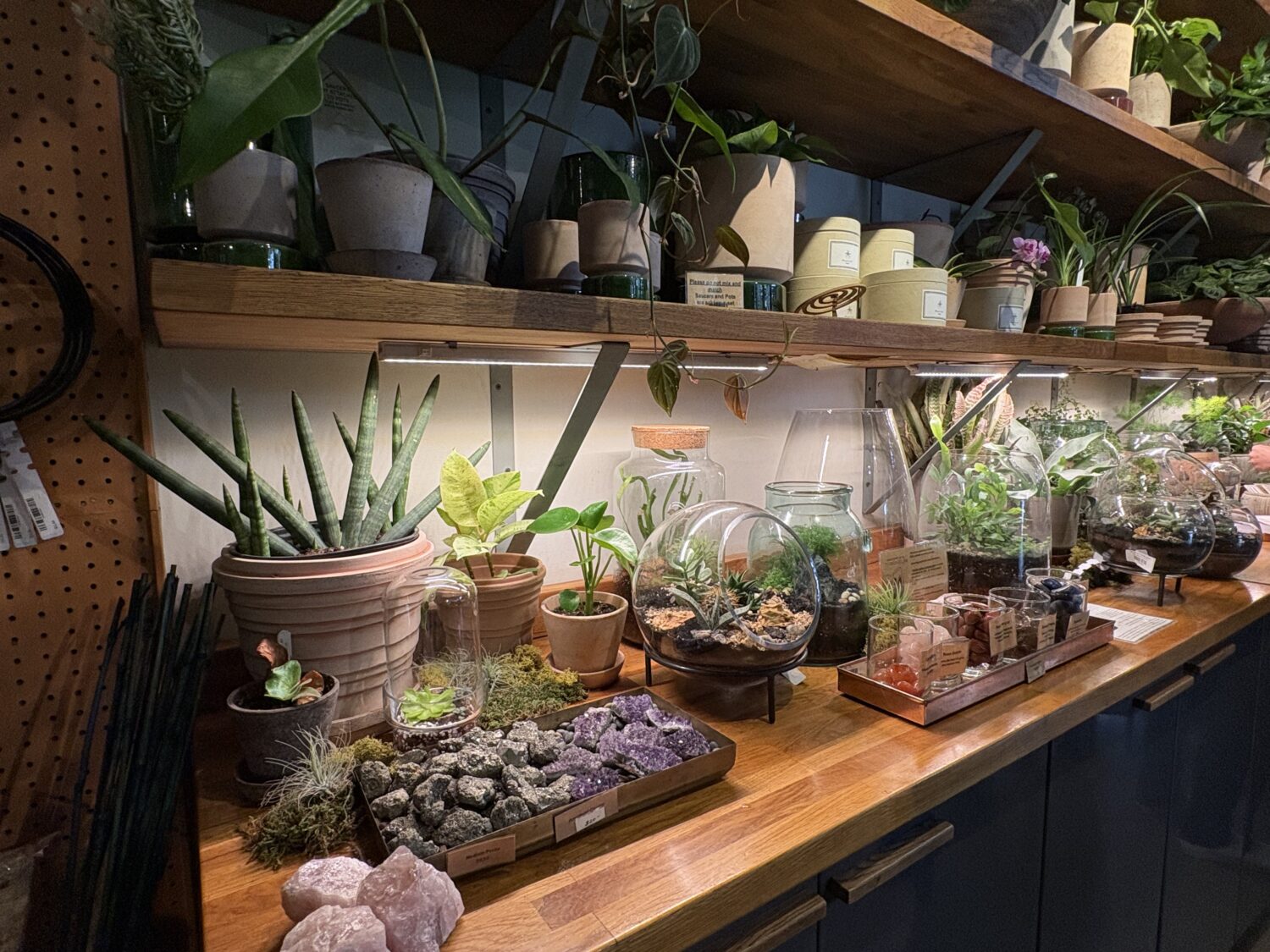 Sprout Home terrarium