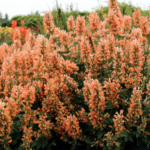 Terra Nova perennials prove performance in leading U.S. trial programs Agastache ‘Peach Pearl’