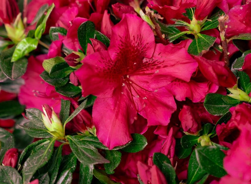 Azalea_Encore_Autumn_Velvet_Detail_20240325-3 PDSI