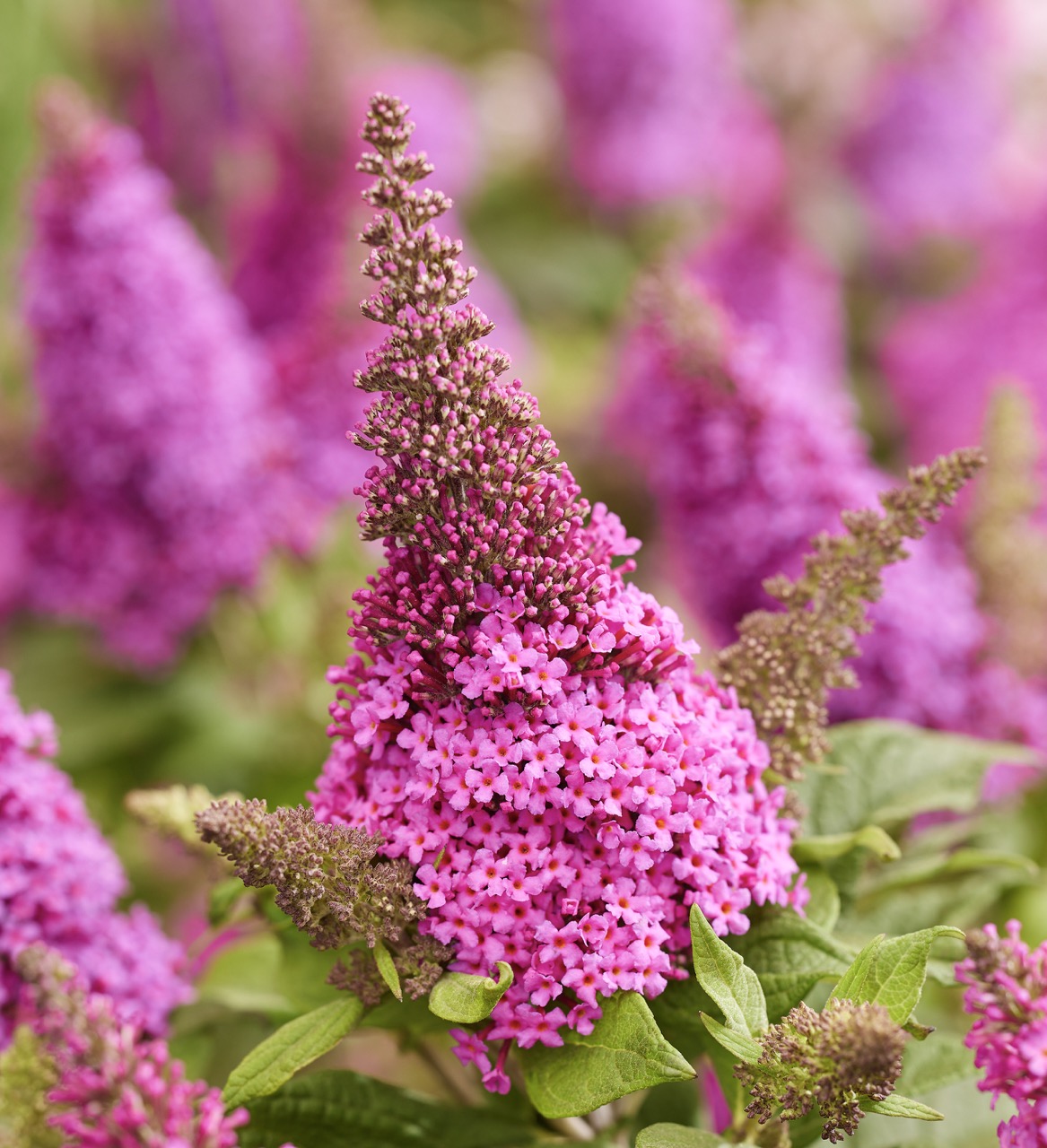 Buddleja davidii Butterfly Candy Cerise