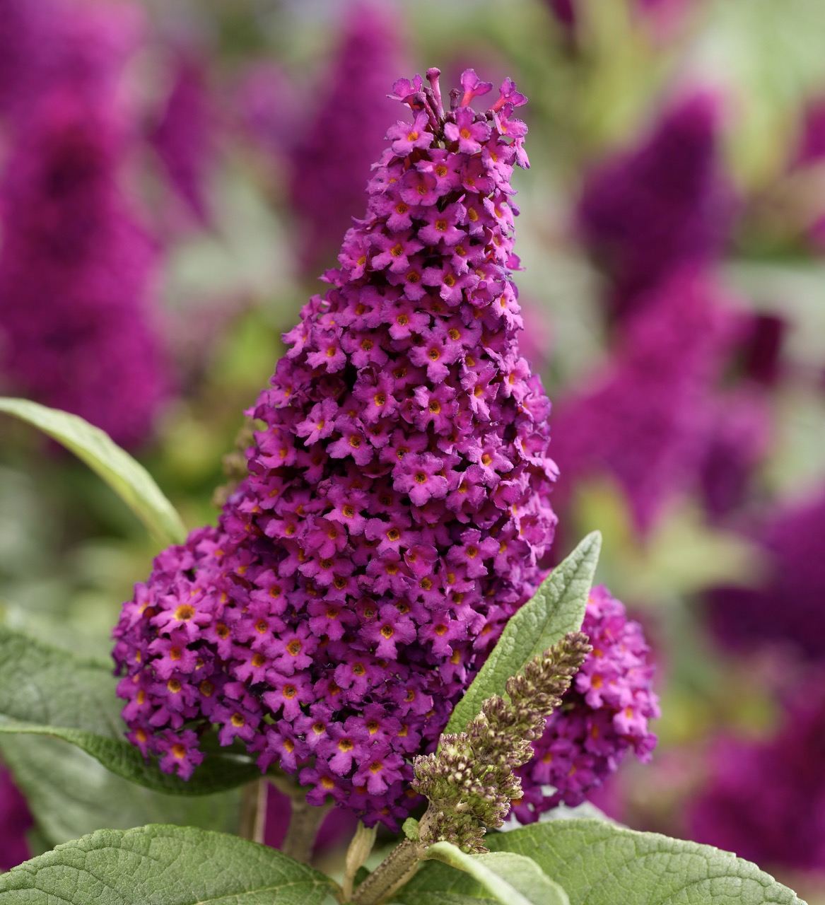 Buddleja davidii Butterfly Candy Little Magenta