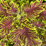 Coleus named 2025-26 Flower of the Year in Japan