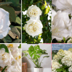 Garden Media Group shares Pantone Color of the Year plant picks