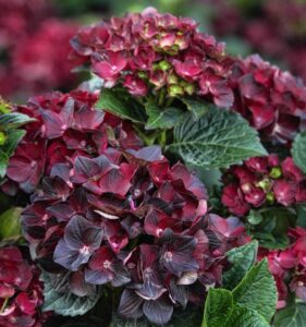 NGB Green Thumb Award Winners Monrovia Centennial Ruby Hydraangea