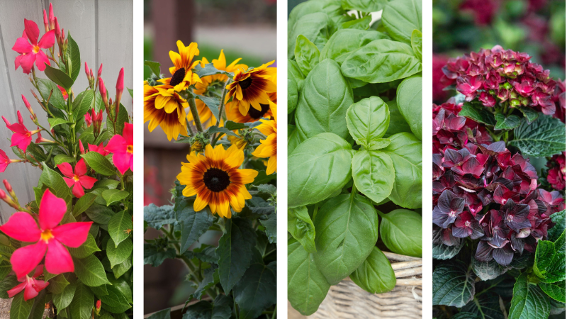 NGB announces 2026 Green Thumb Award Winners