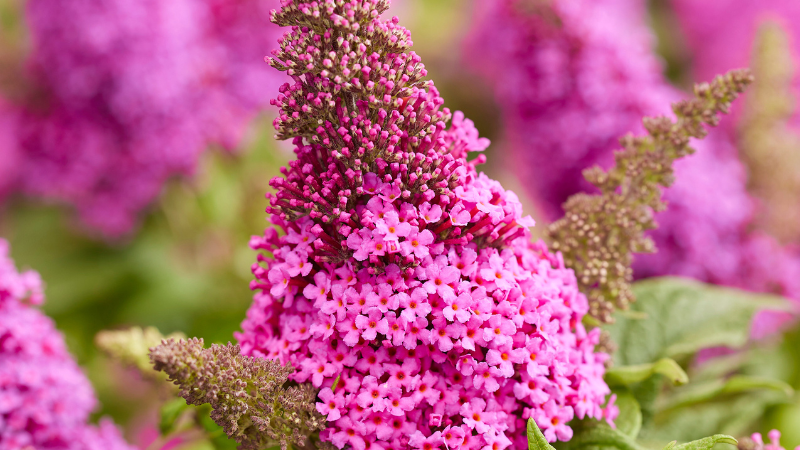 PDSI MANTS Buddleia 'Butterfly Candy Lil Cerise'
