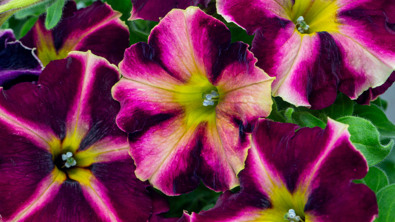 Plant breeding companies share their innovative introductions for 2026