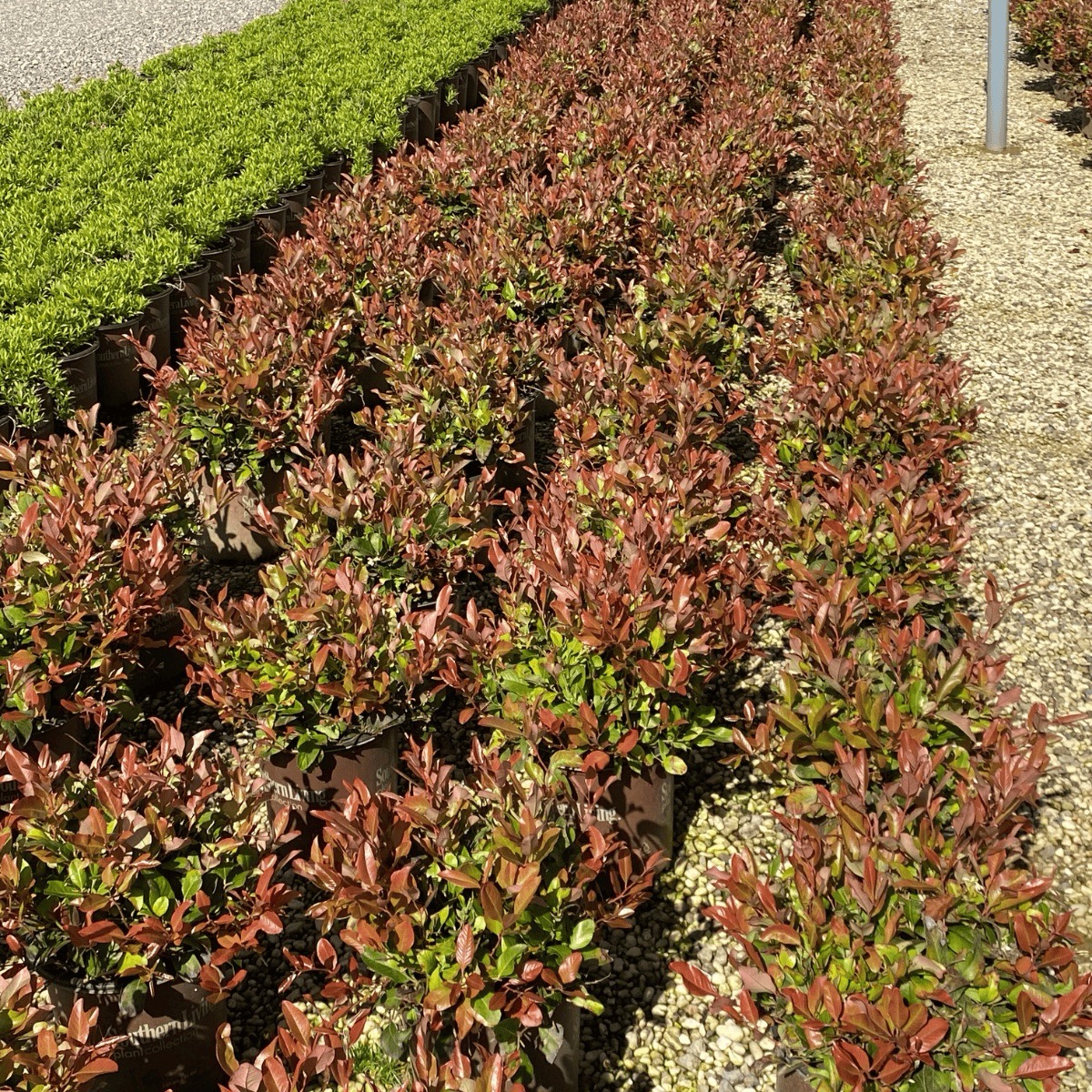 Some Like it Hot PDSI