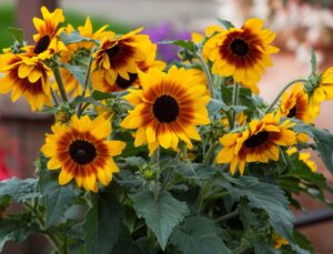 NGB Green Thumb Award Winners Sunflower_SunfinityYellowRedBicolor_SyngentaFlowers Large