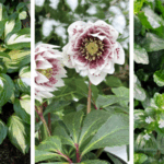 Terra Nova Nurseries lists Pantone 2026 Color of the Year-inspired plants
