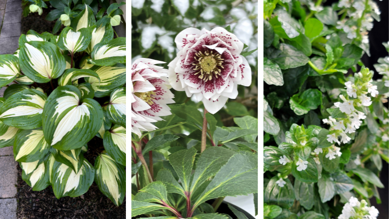 Terra Nova Nurseries lists Pantone 2026 Color of the Year-inspired plants