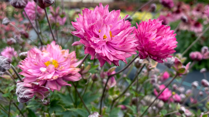 anemone 'Puff Pink’ Terra Nova Nurseries
