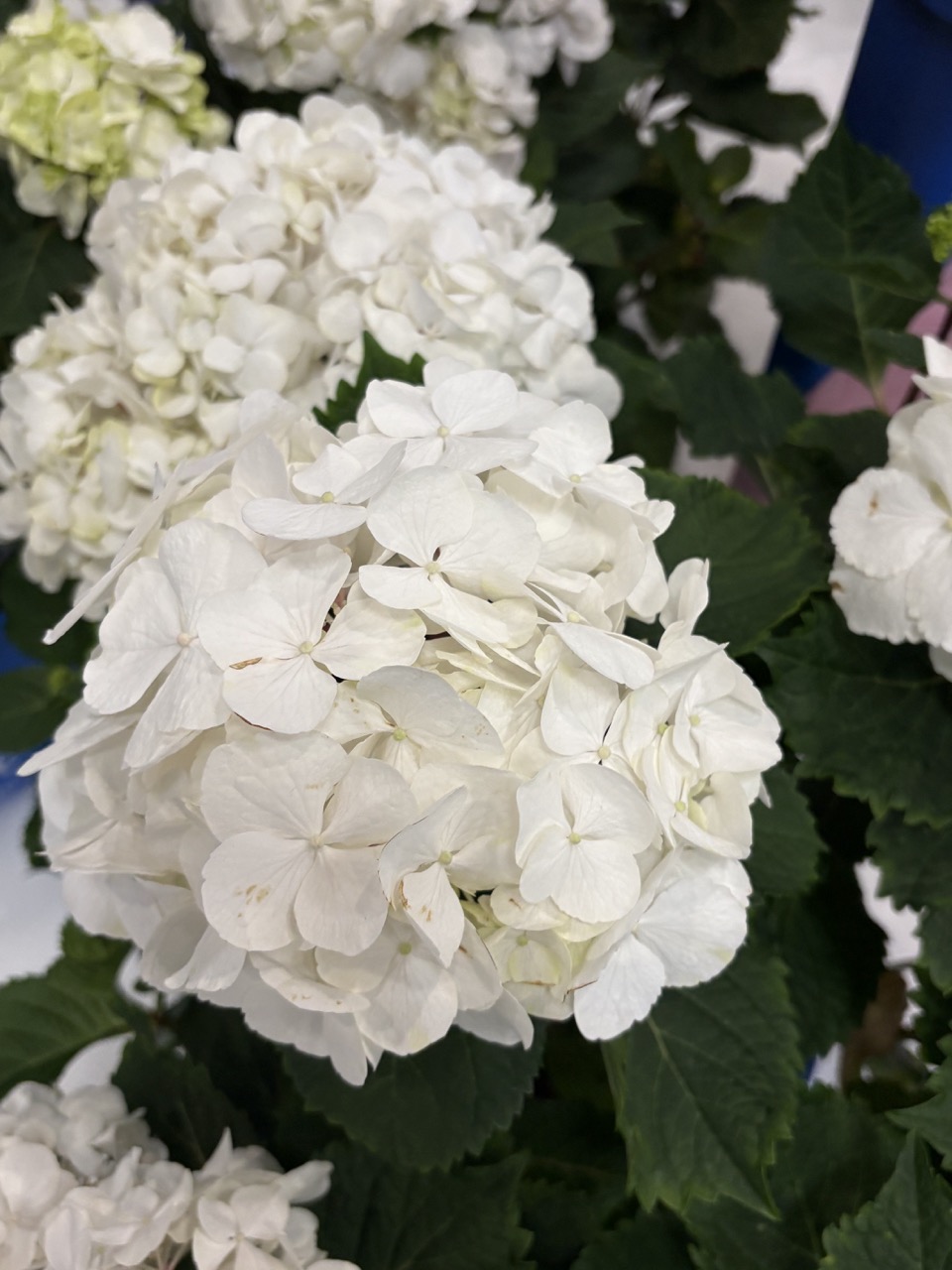 Endless Summer hydrangea ‘Dream Cloud’